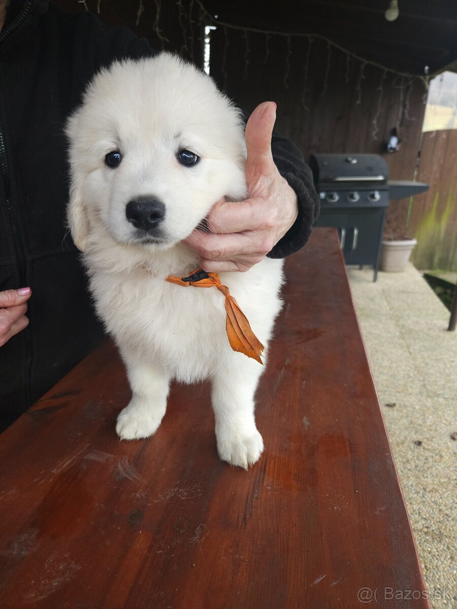 Slovenský čuvač - 10