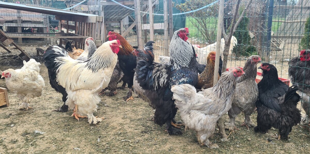 Ponukam nasadove vajicka - 10