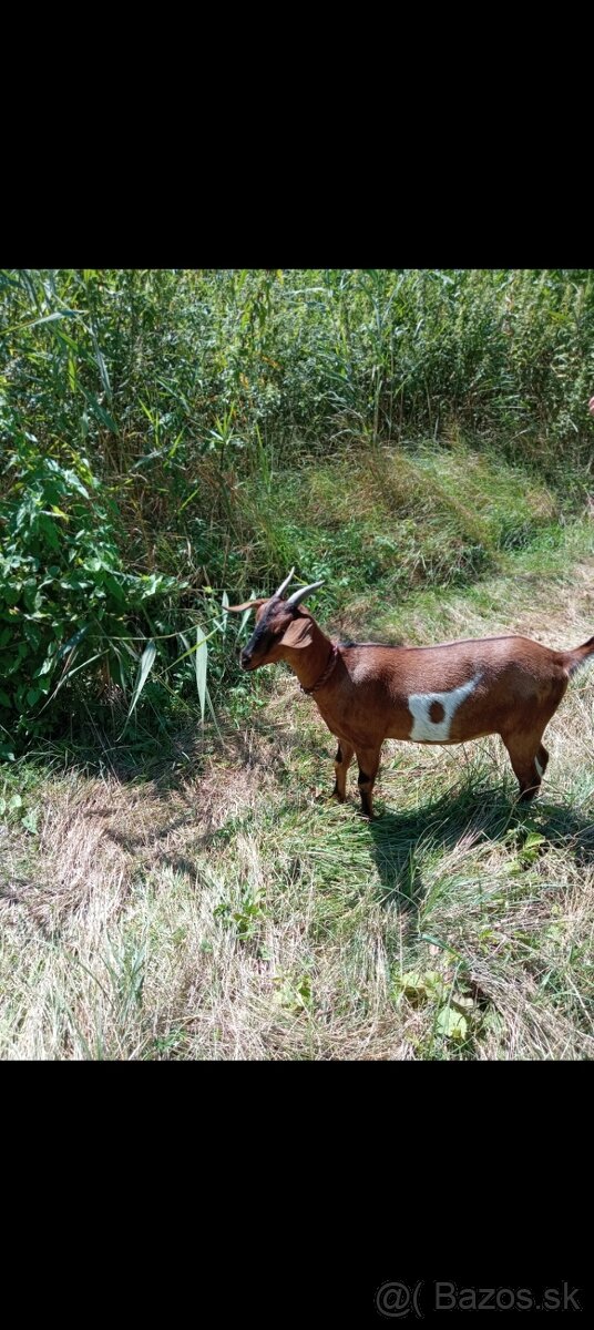 Anglonubijska koza a cap - 10