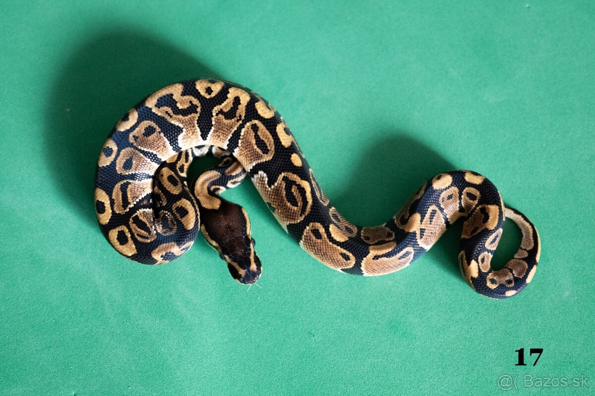 Pytón kráľovský/ Python regius - 10