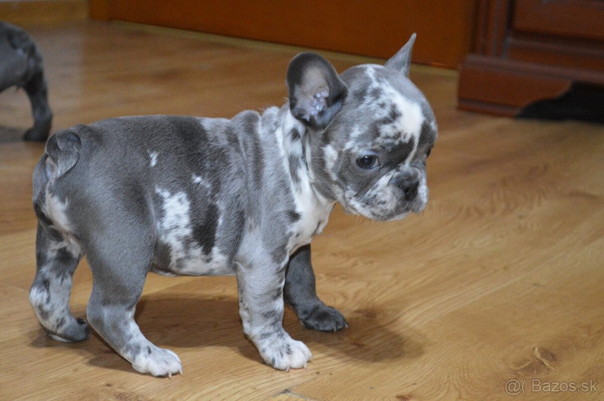francuzsky buldocek - 10
