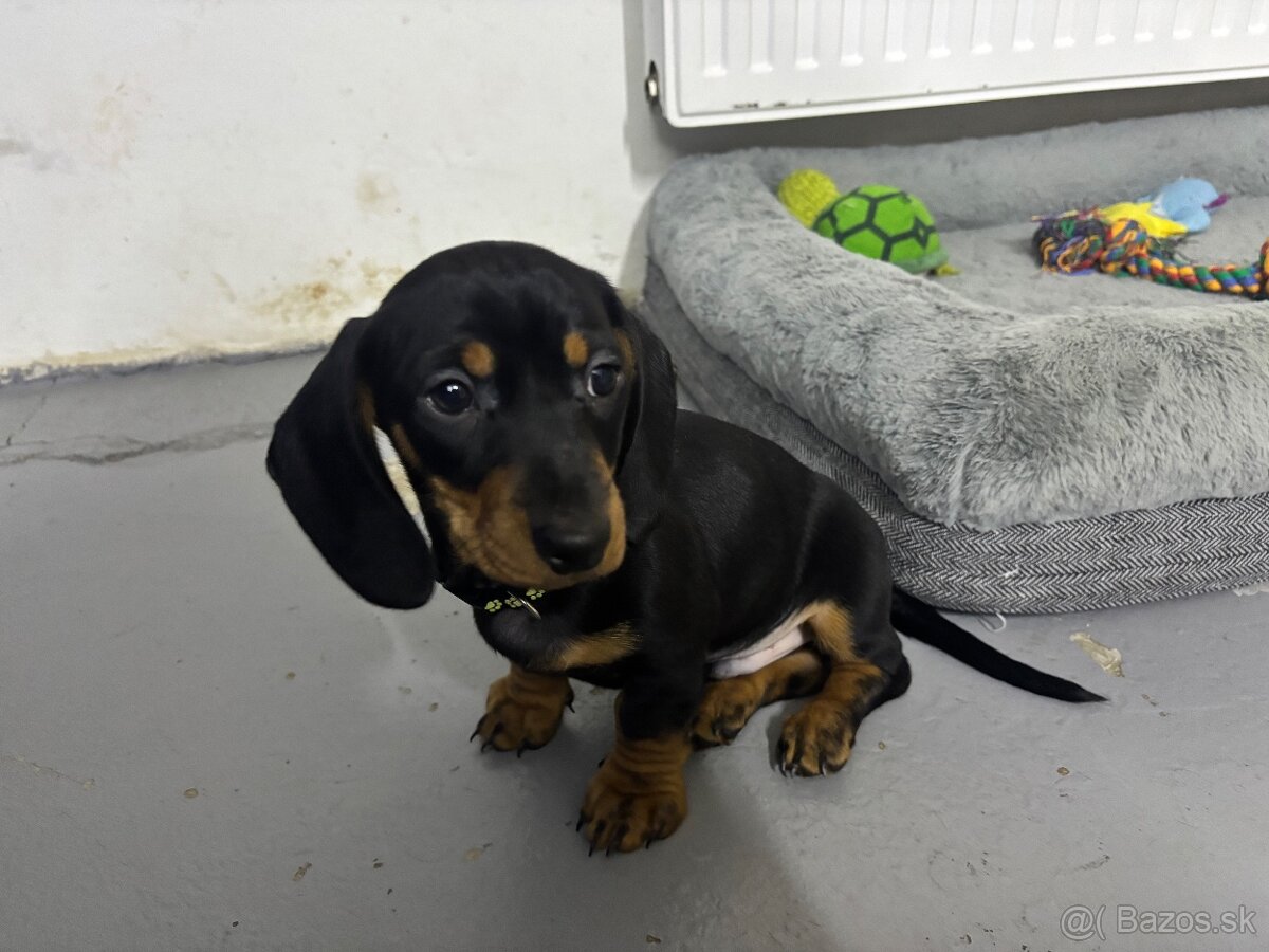 Jazvečík kratkosrstý - 10