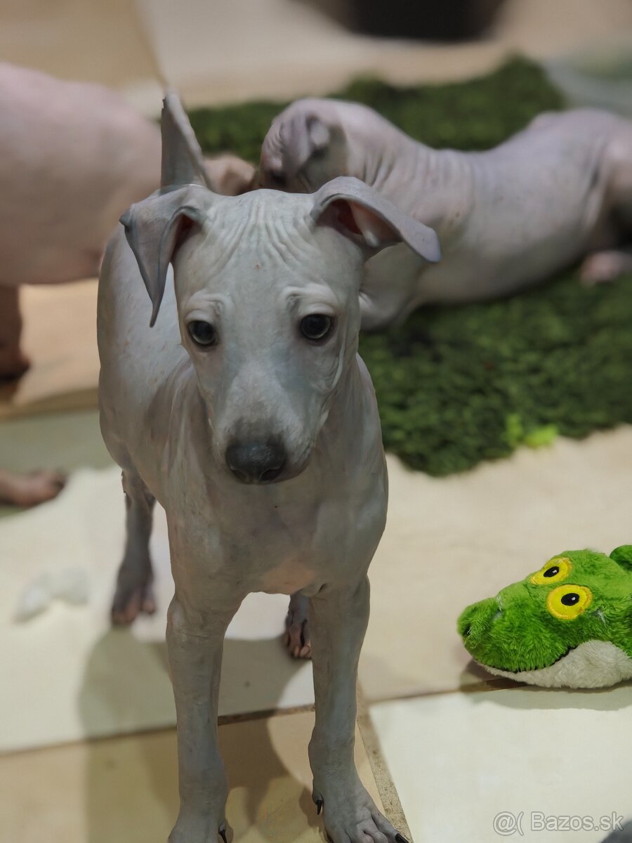 Americký bezsrstý teriér - 10