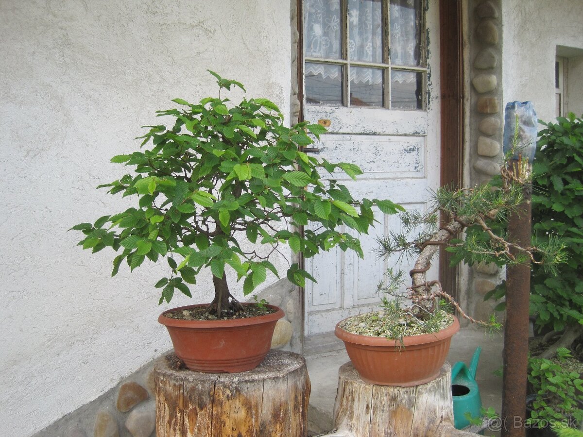 bonsai,bonsaj-hrab 13 - 10
