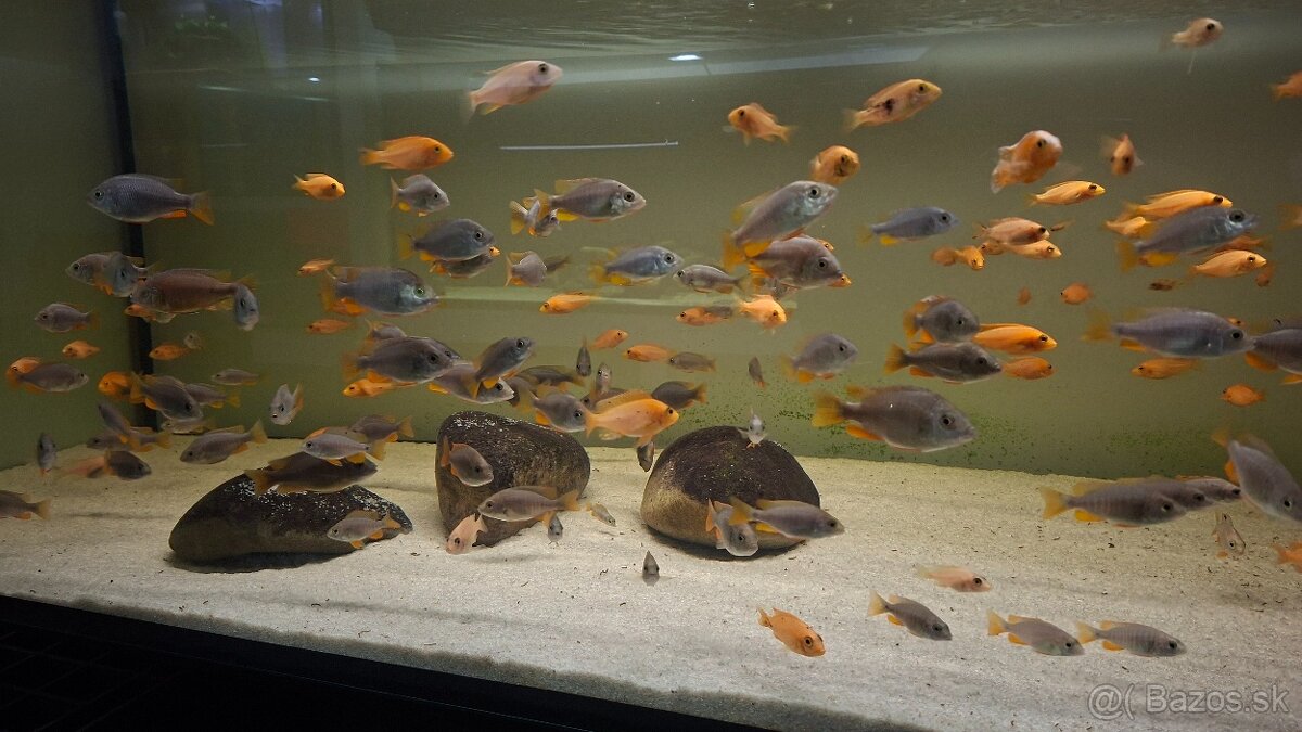 Africké cichlidy - 10