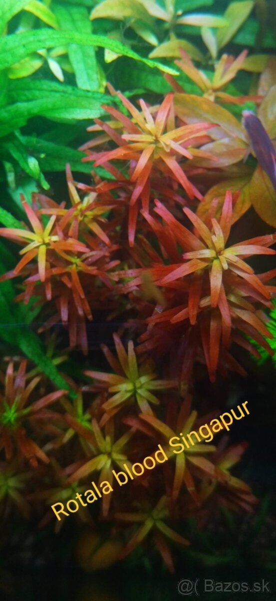 Akvarijne rastlinky z prestrihu - 10