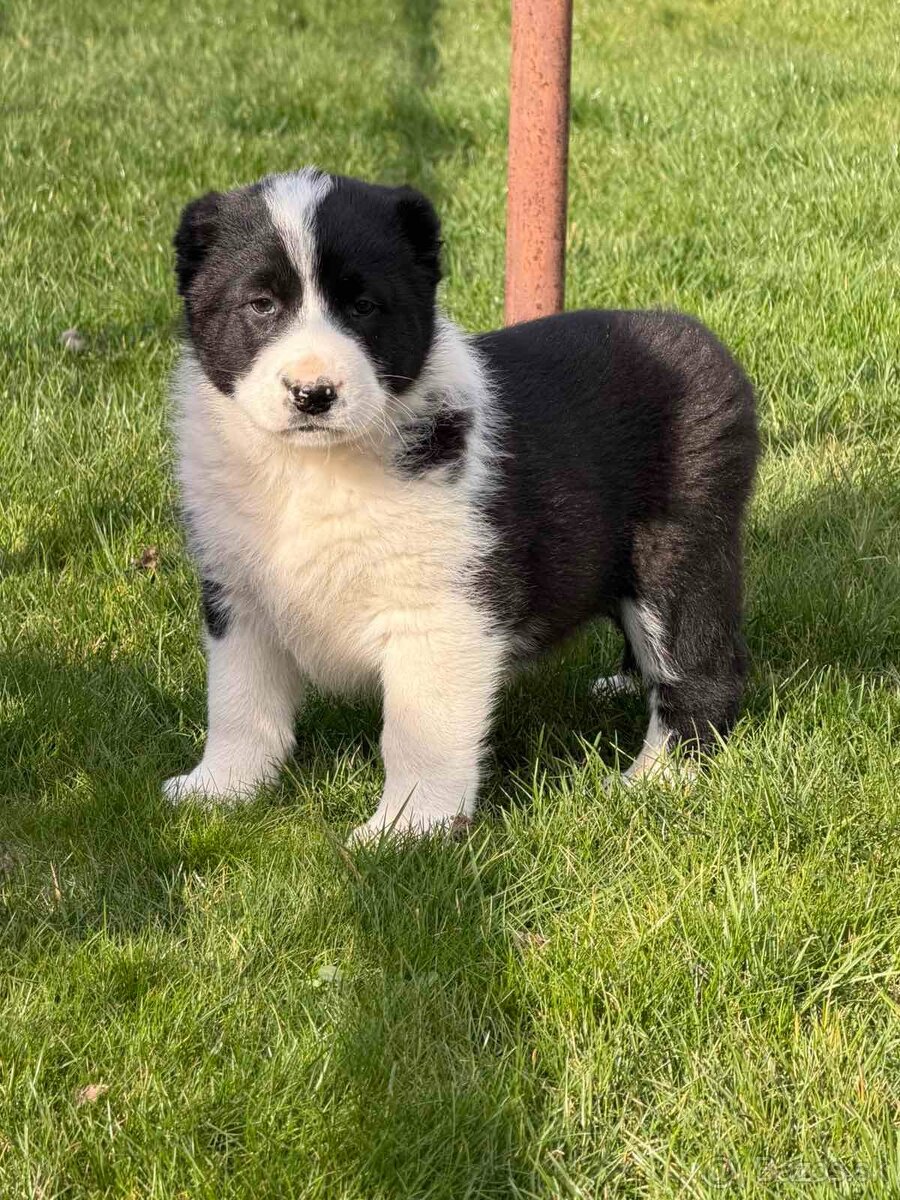 Stredoázijského ovčiaka - 10