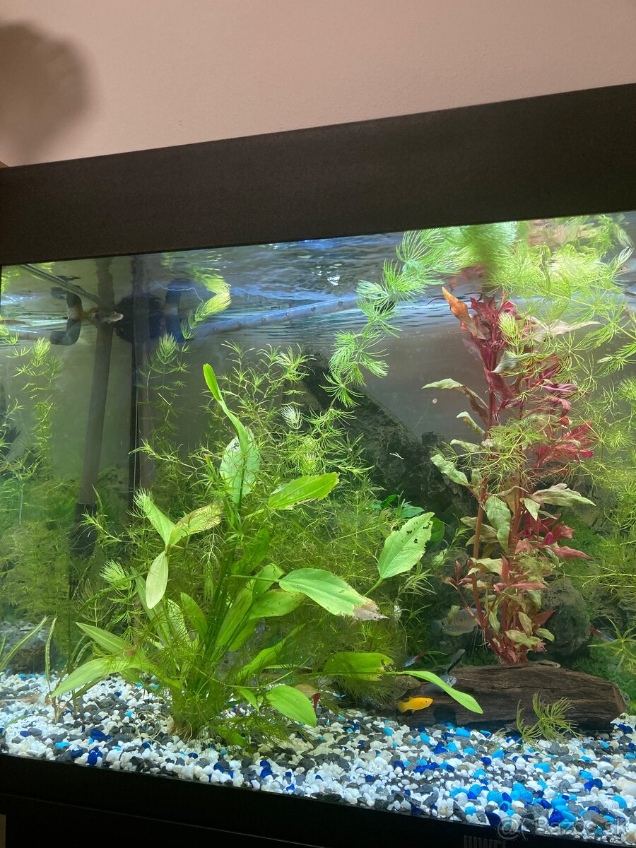 Akvarium, rybičky, rastlinky - 10