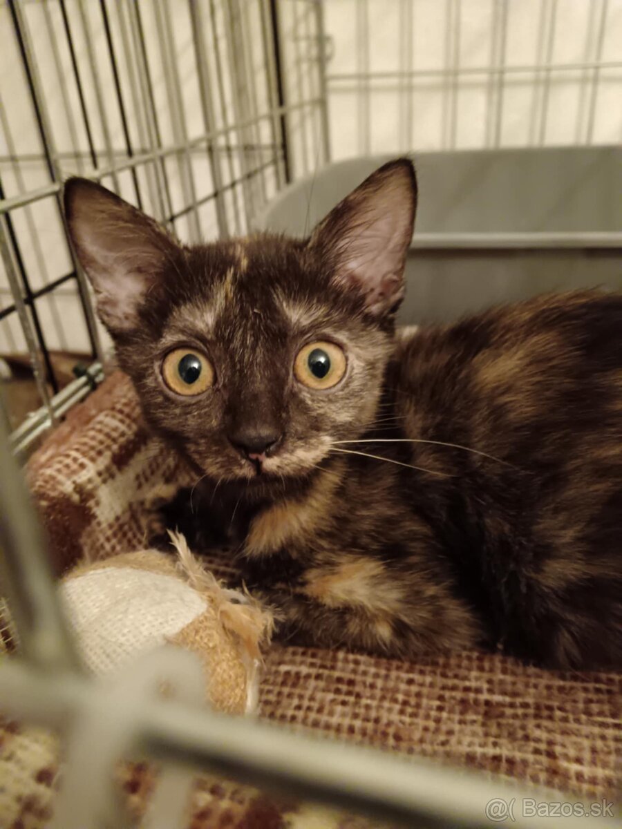 Mačiatka k adopcii - 10