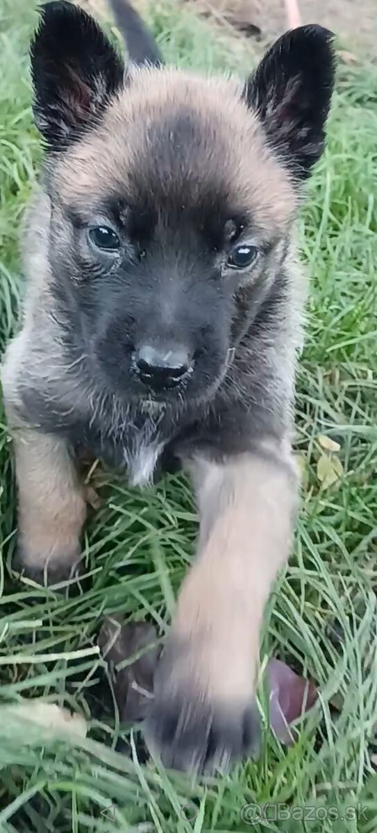 Belgicky ovčiak/cross - 10