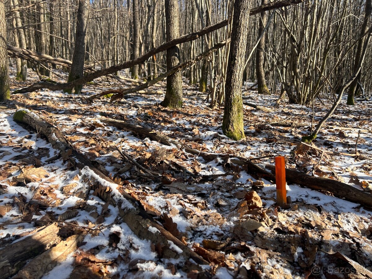 PREDAJ lesný pozemok, Chotár, Nová Baňa, 10 842 m2 - 10