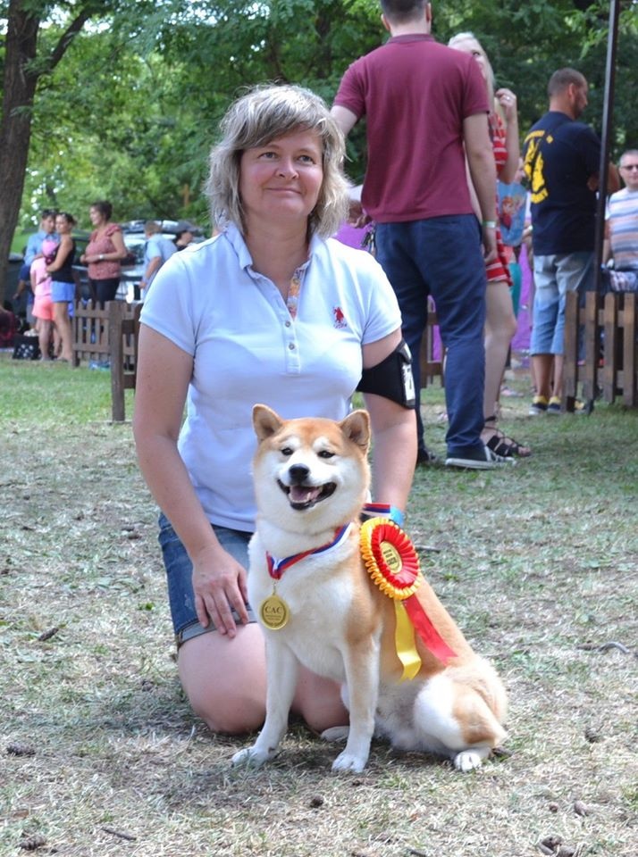 Shiba inu s PP /FCI / - 10