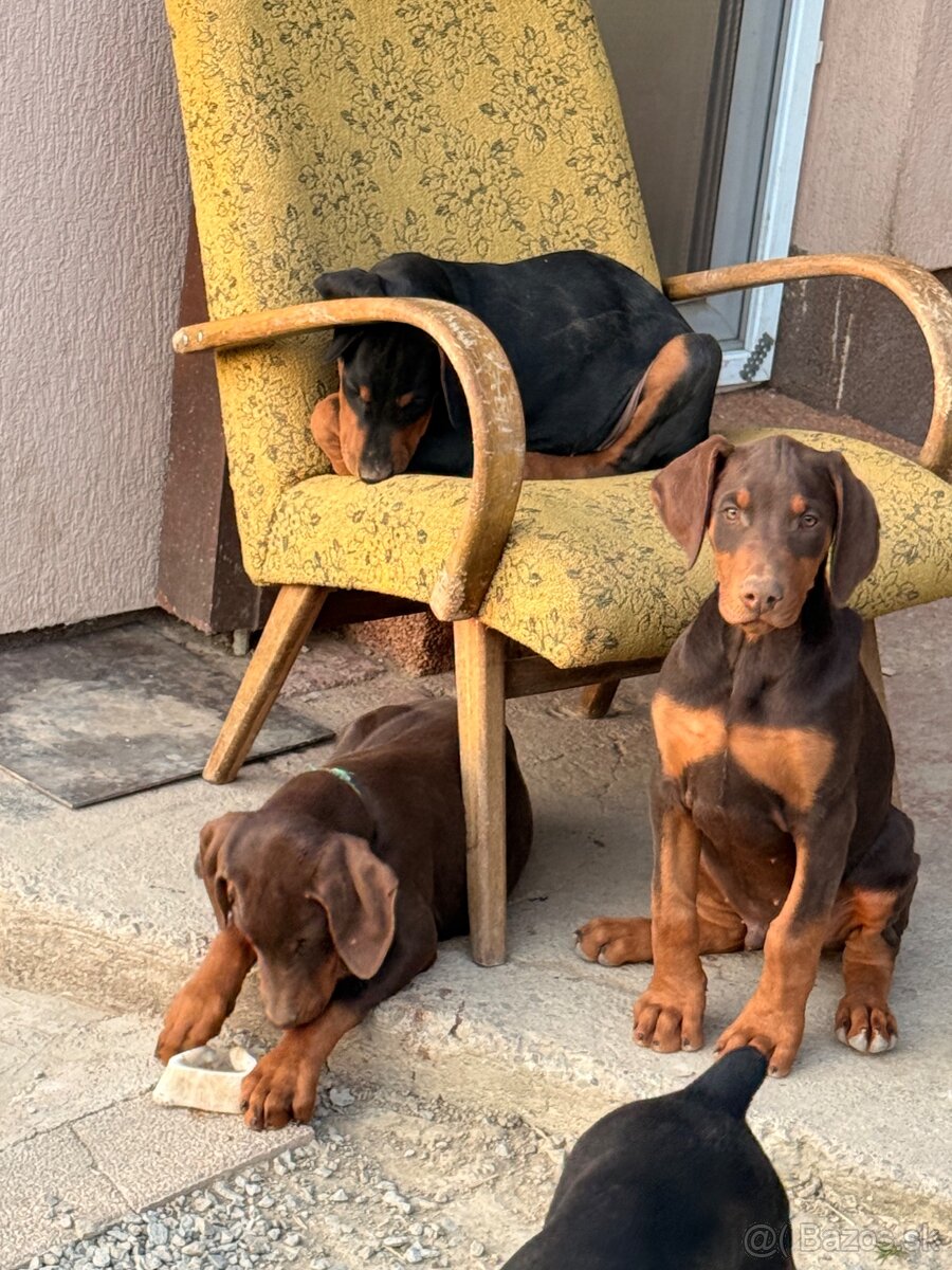 Doberman šteniatka - 10