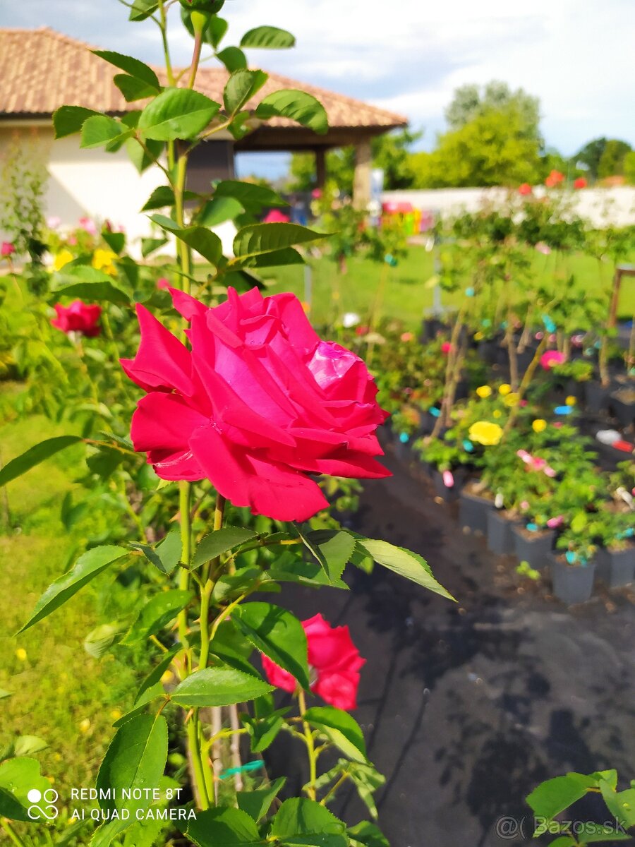 Ruže, rózsa, stromčekové ruže, rózsafa - 10