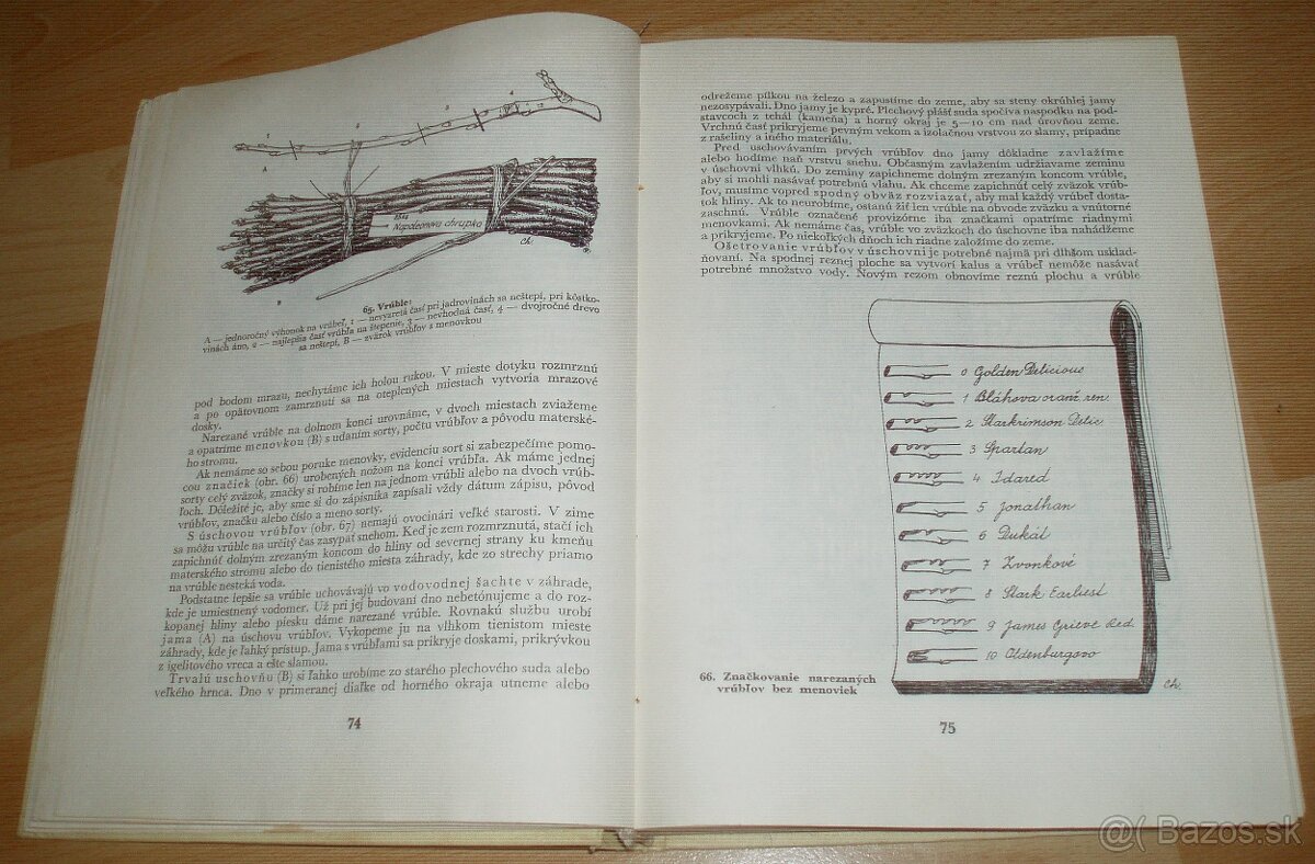 Štepenie, očkovanie a preštepovanie drevín - 10