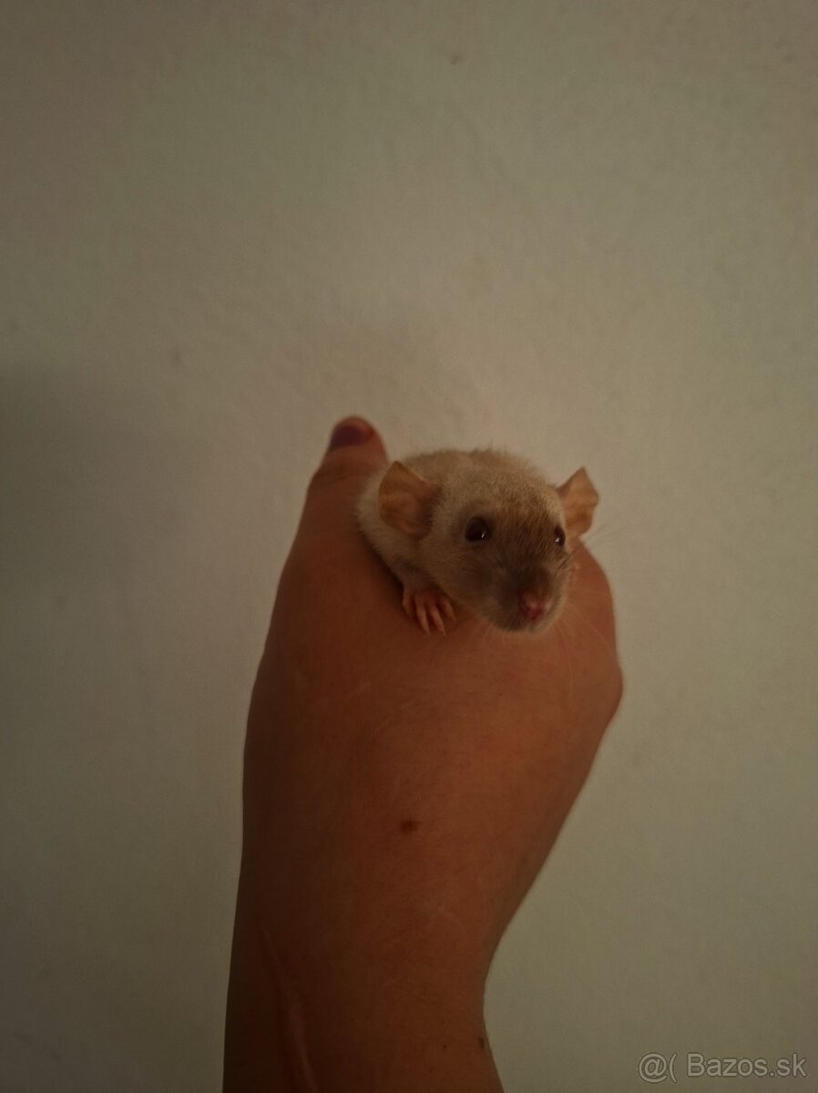 Predám potkaniky - 10