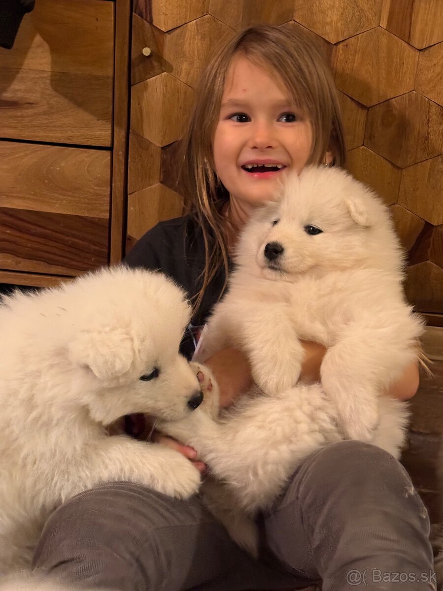 Samojed šteniatka - 10