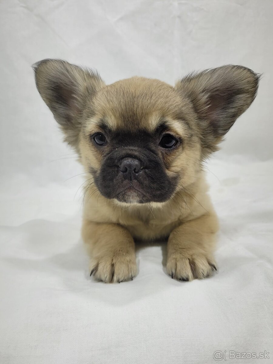 Francúzsky buldoček - 10