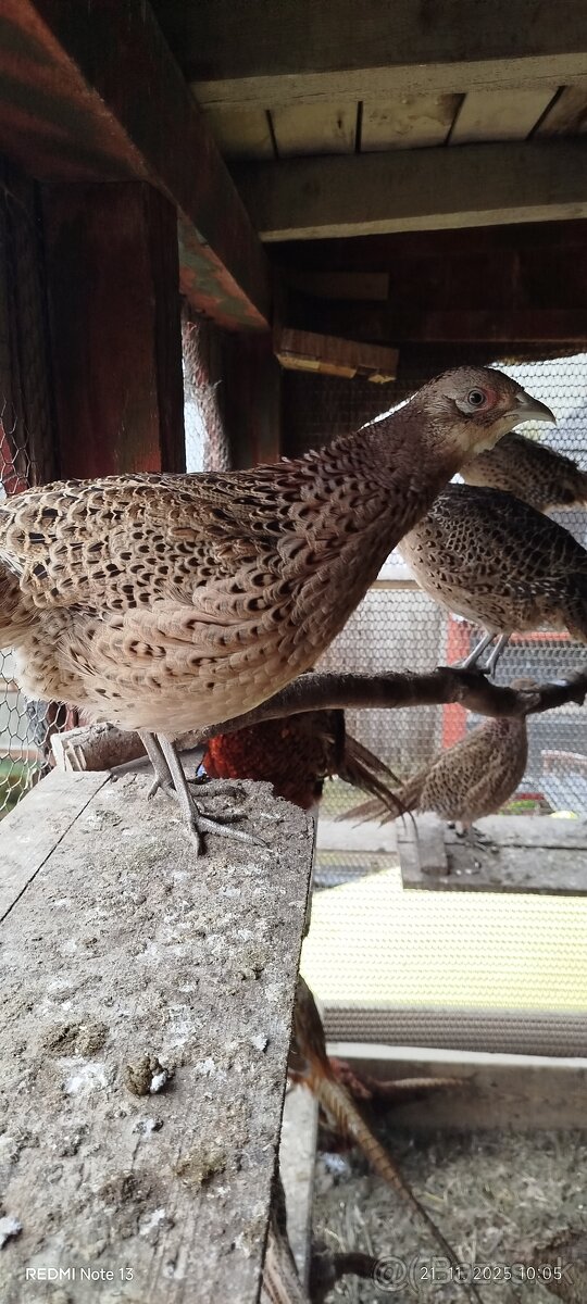 Bažant poľný - 10