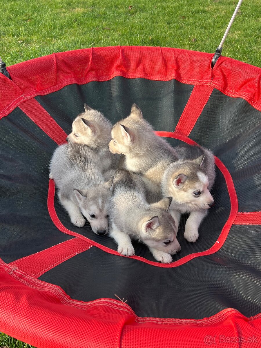 Steniatka sibirsky husky - 10