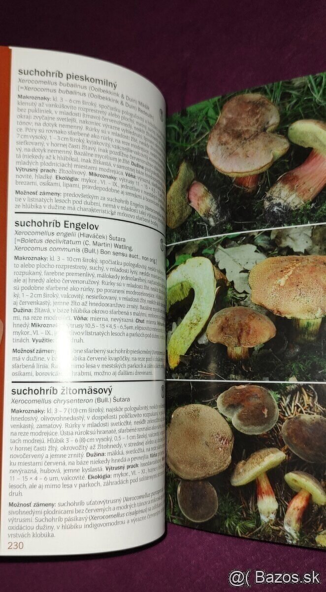 1000 slovenských a českých húb - 10