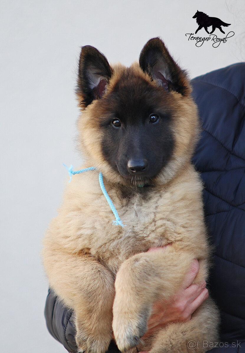 Belgický ovčiak Tervueren - šteniatka s PP na odber - 10