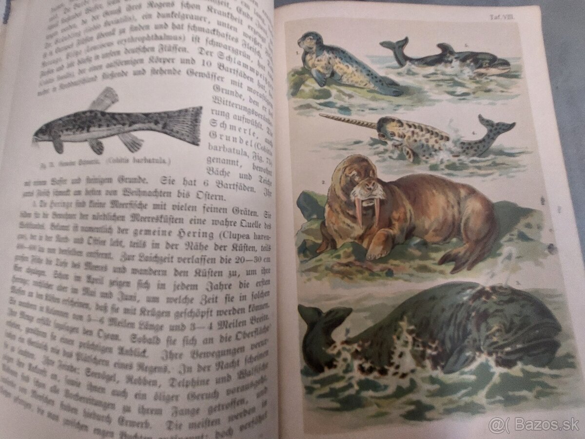 Naturgeshichte 19.storocie - 10