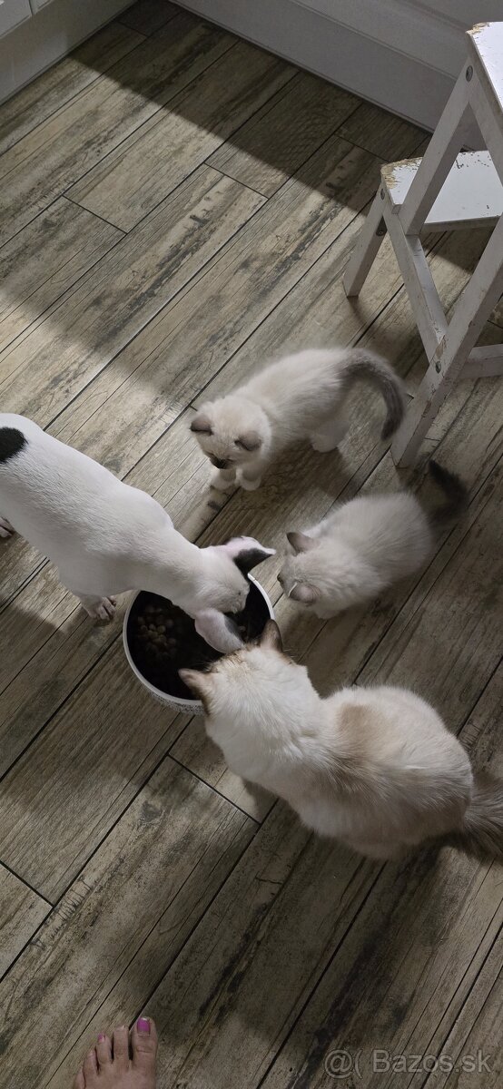 Miniatúrny bullterrier s PP - 10