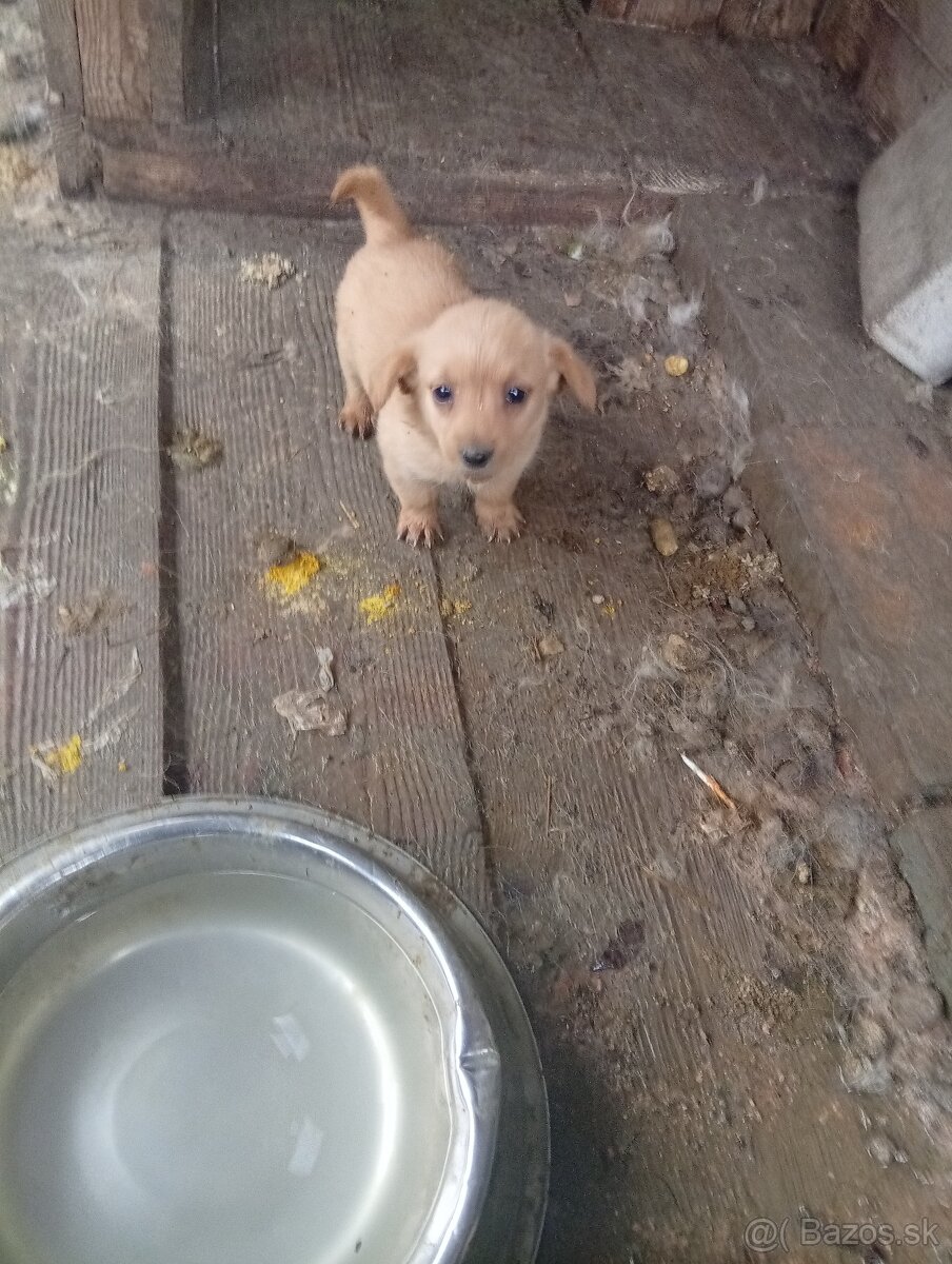 Predám 8-týždnové šteniatka 1 za 20€ - 10