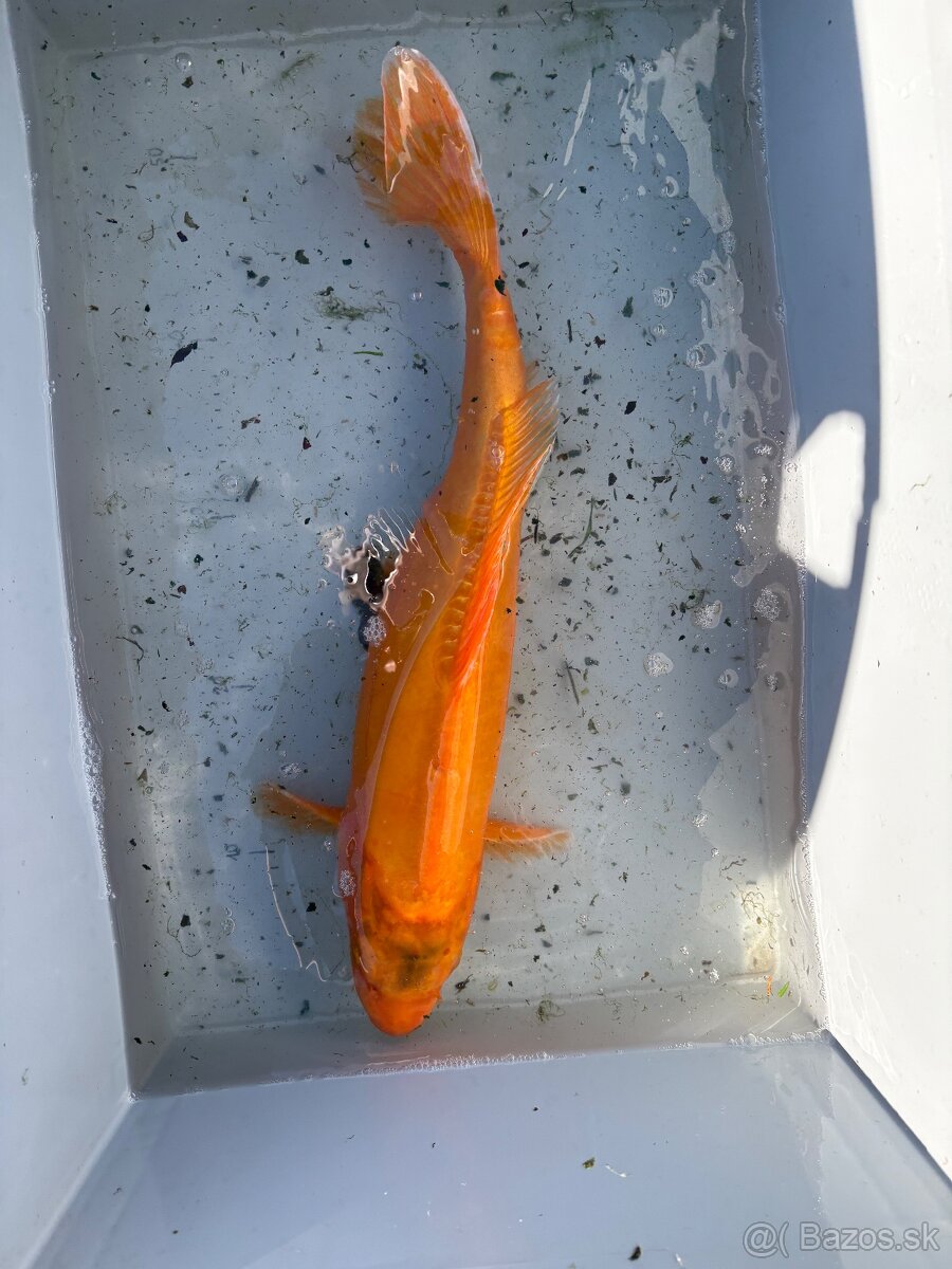Japonské Koi kapre - 10