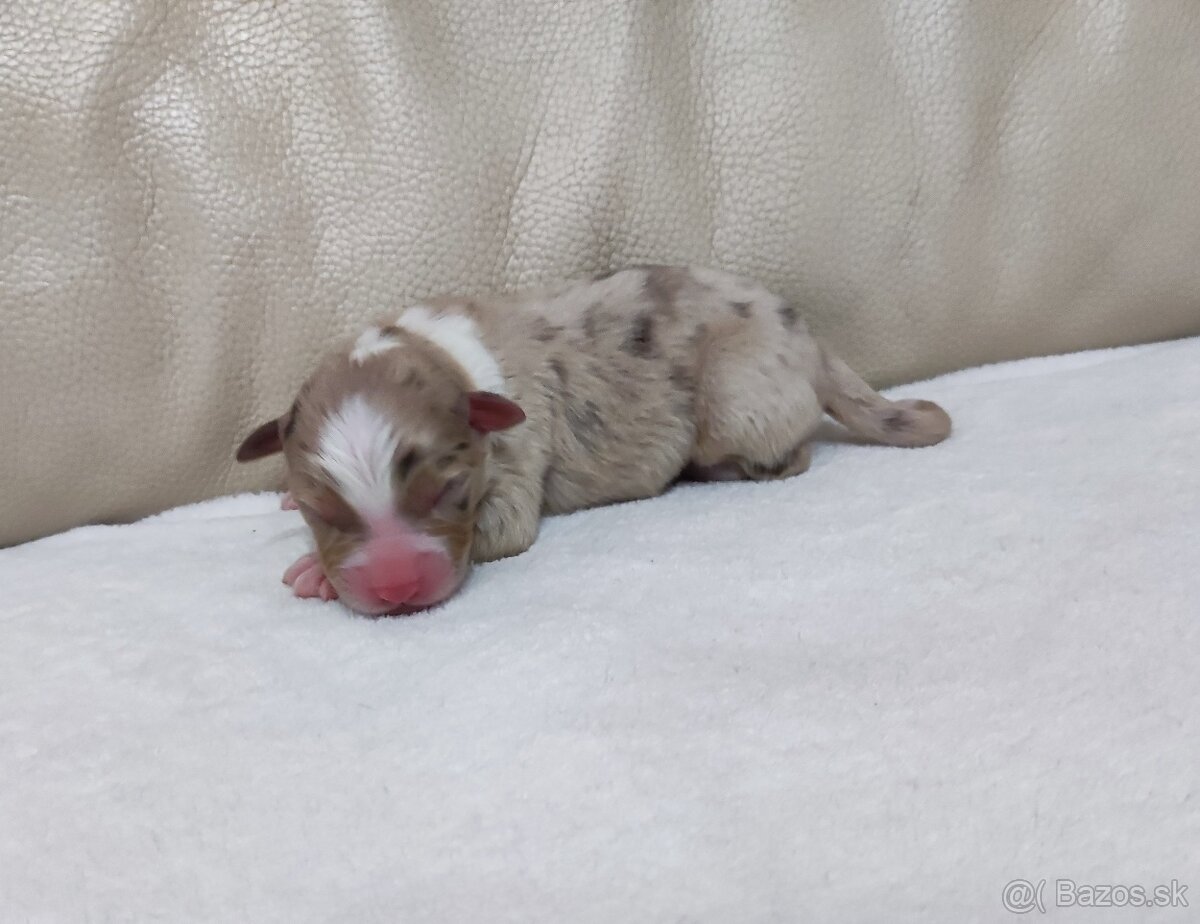 Austrálsky ovčiak - 10