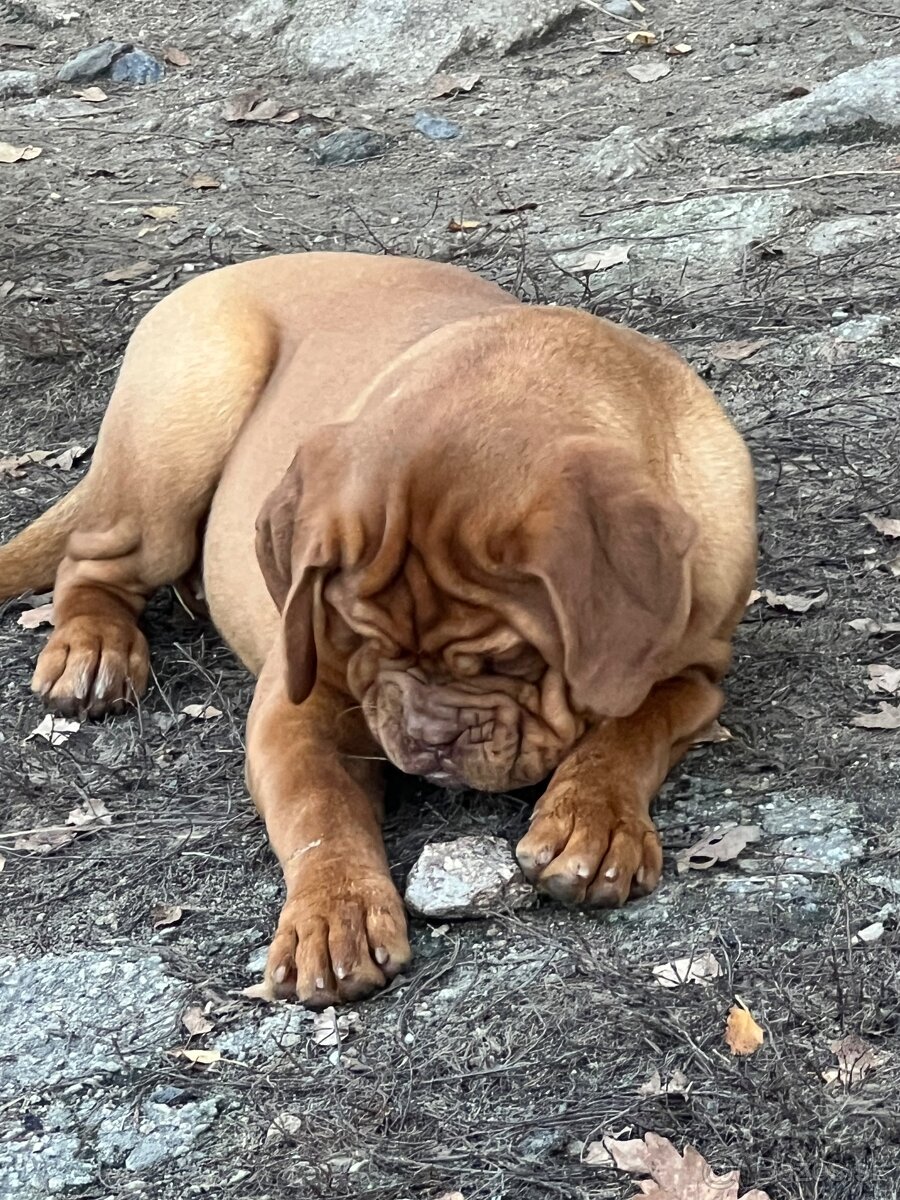 Dogue de Bordeaux s PP holčička Bordeauxská doga - 10