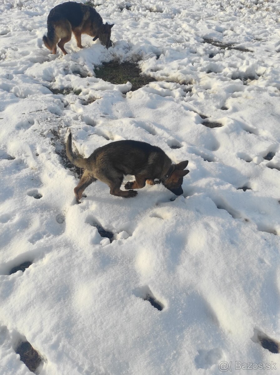 Nemecký ovčiak - 10