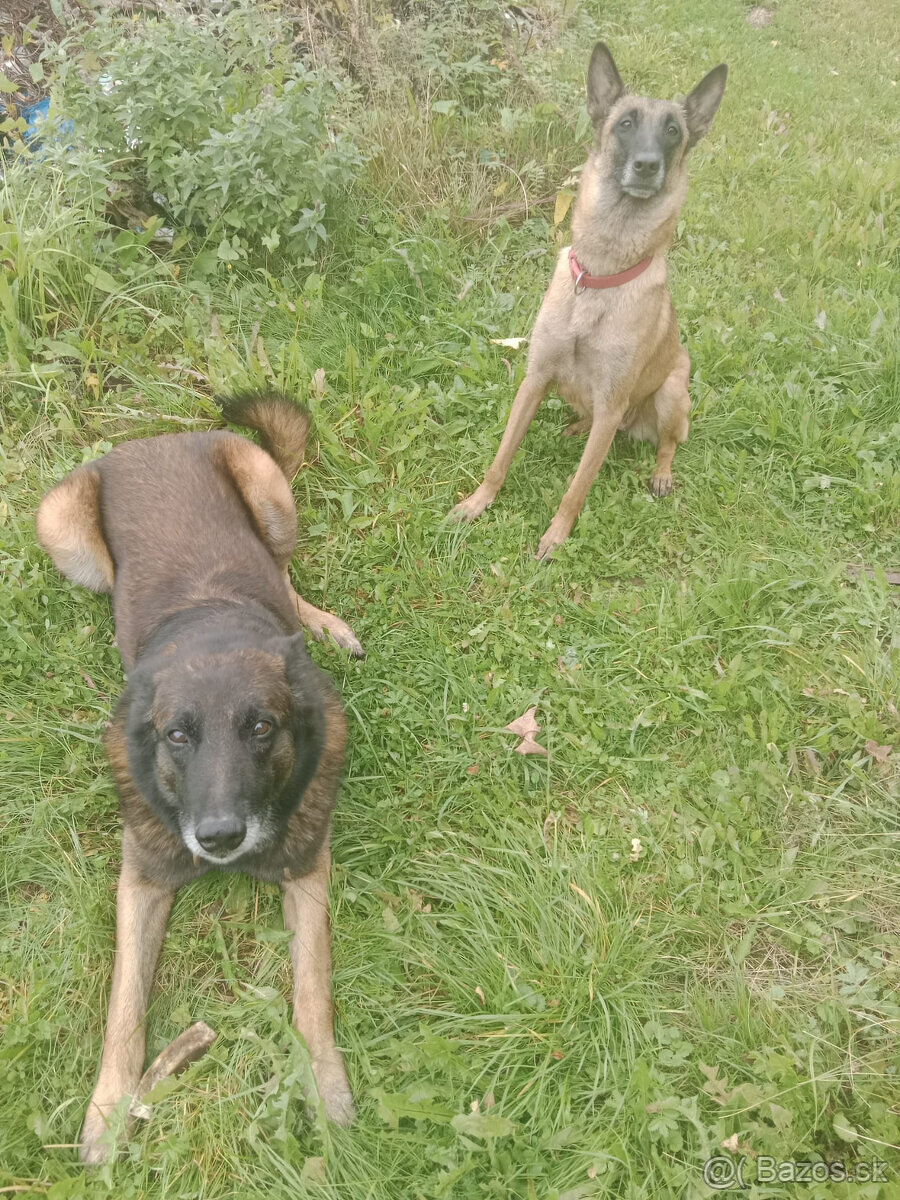Belgický ovčák malinois bez PP - 10