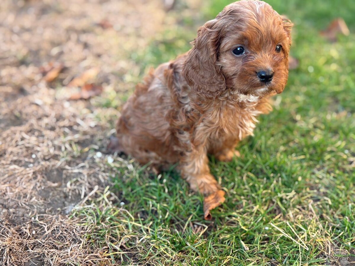 Cavapoo - 10