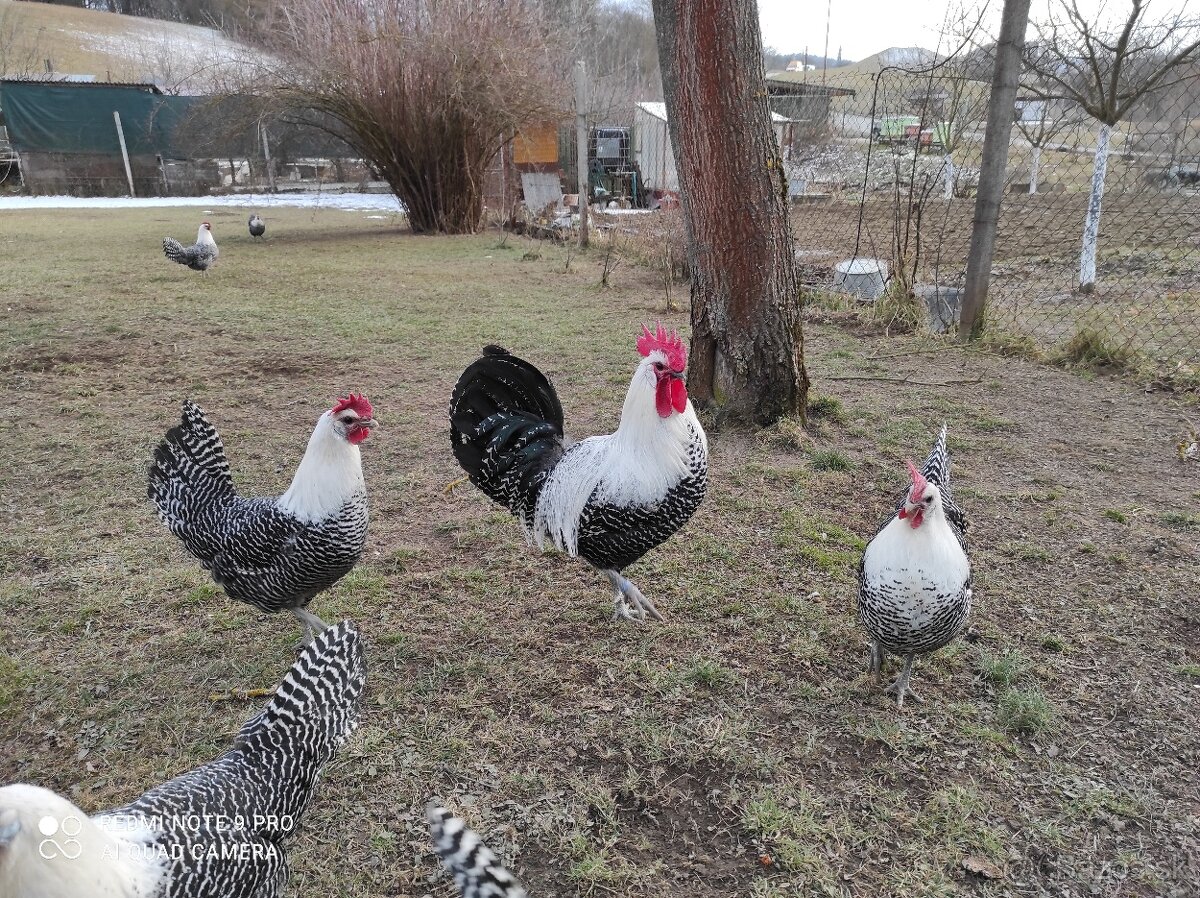 Nasadové vajíčka - 10