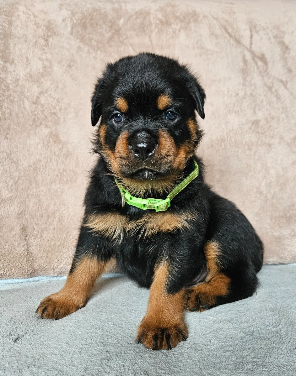 ROTVAJLER - šteniatka s PP - 10