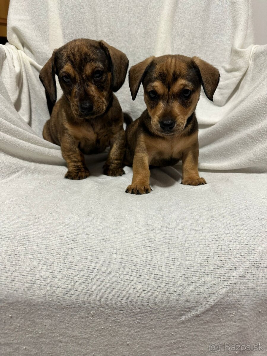 Jazvečík, jazvec - 10