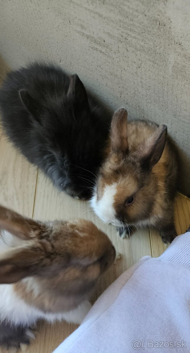 Zakrslý králík - 10