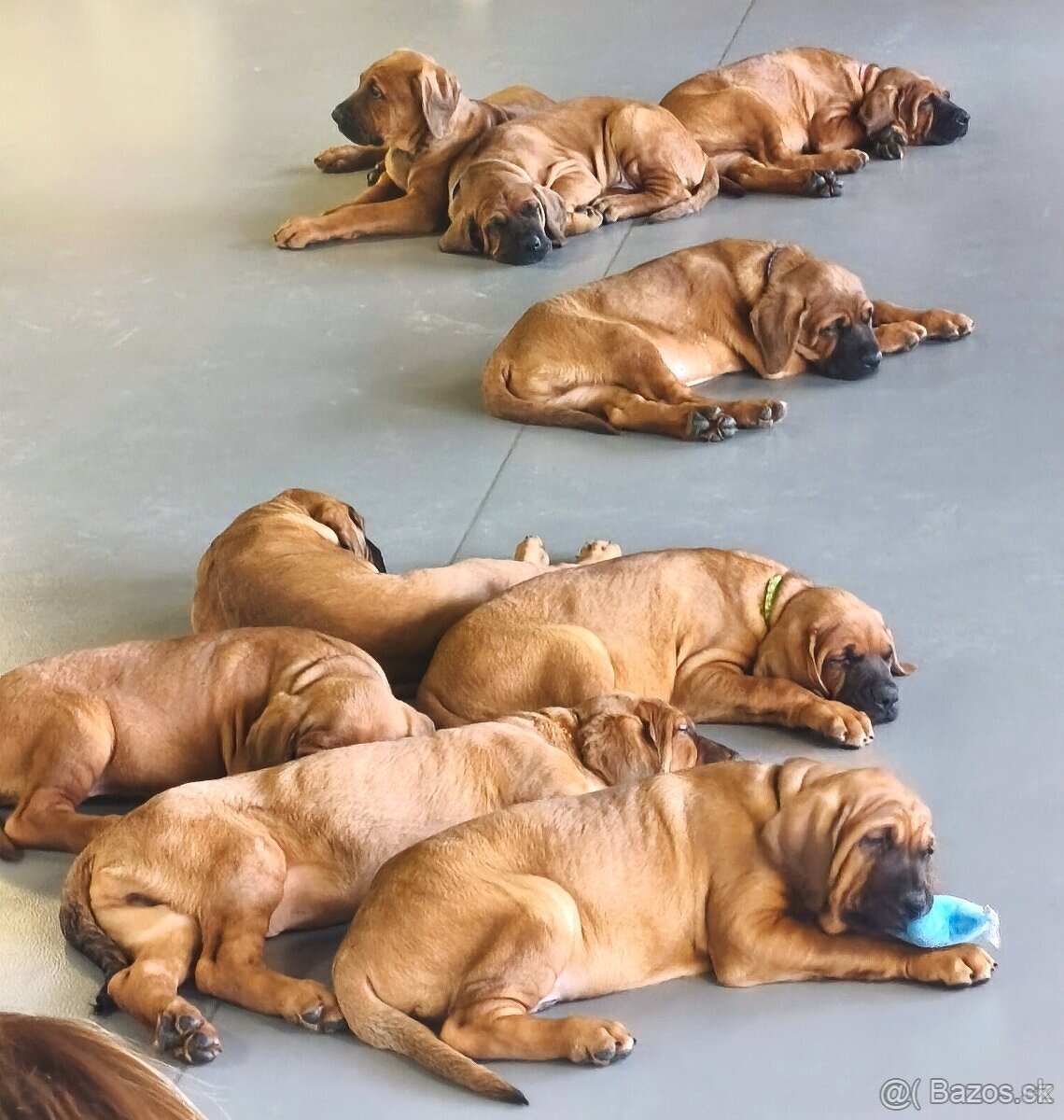 Tosa Inu s PP (FCI) - 10