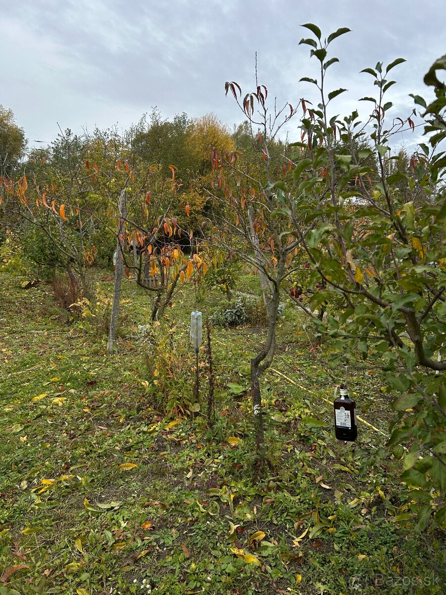 Záhrada vo Svätom Jure - 10