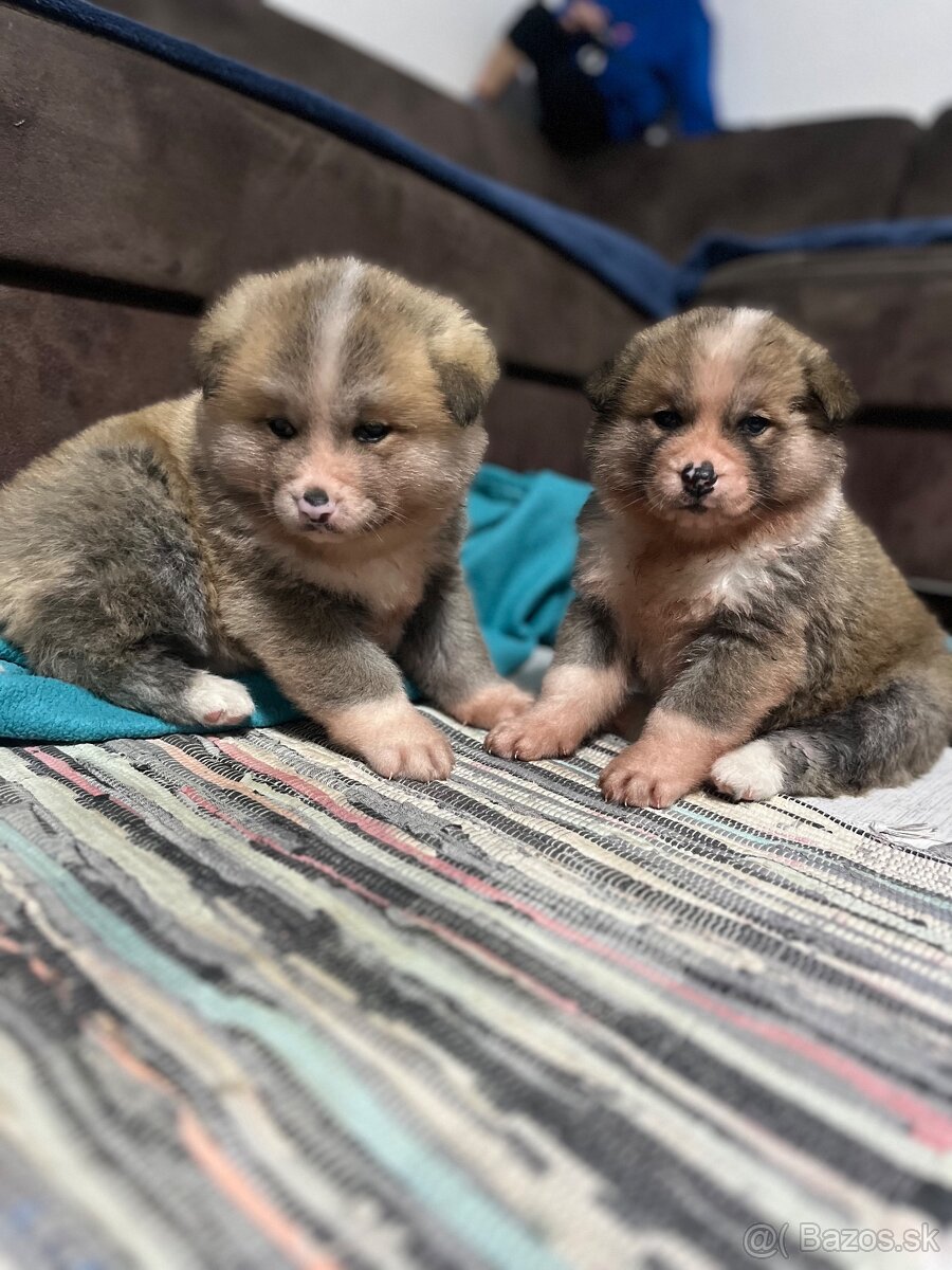 Šteniatka Akita Inu - 10