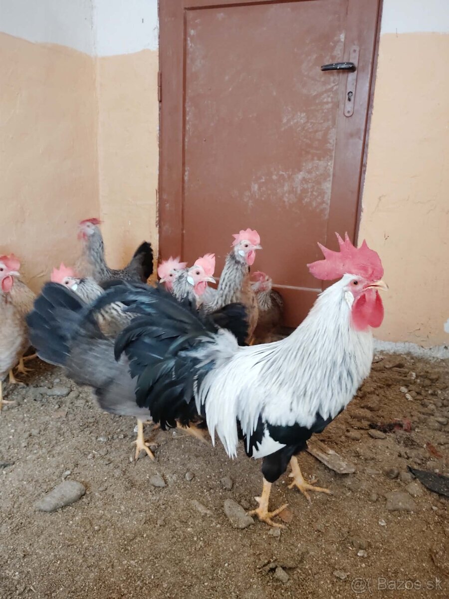 Násadové vajcia - 10