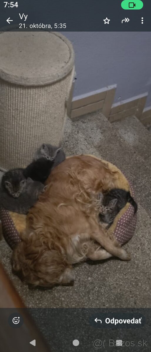 Darujem mačiatka - 10