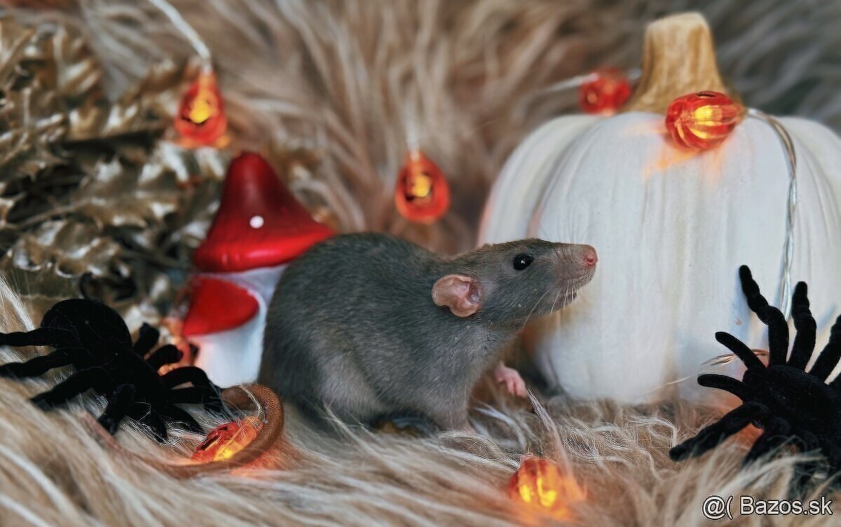 🐭 potkan, potkaníky 🐰 - 10