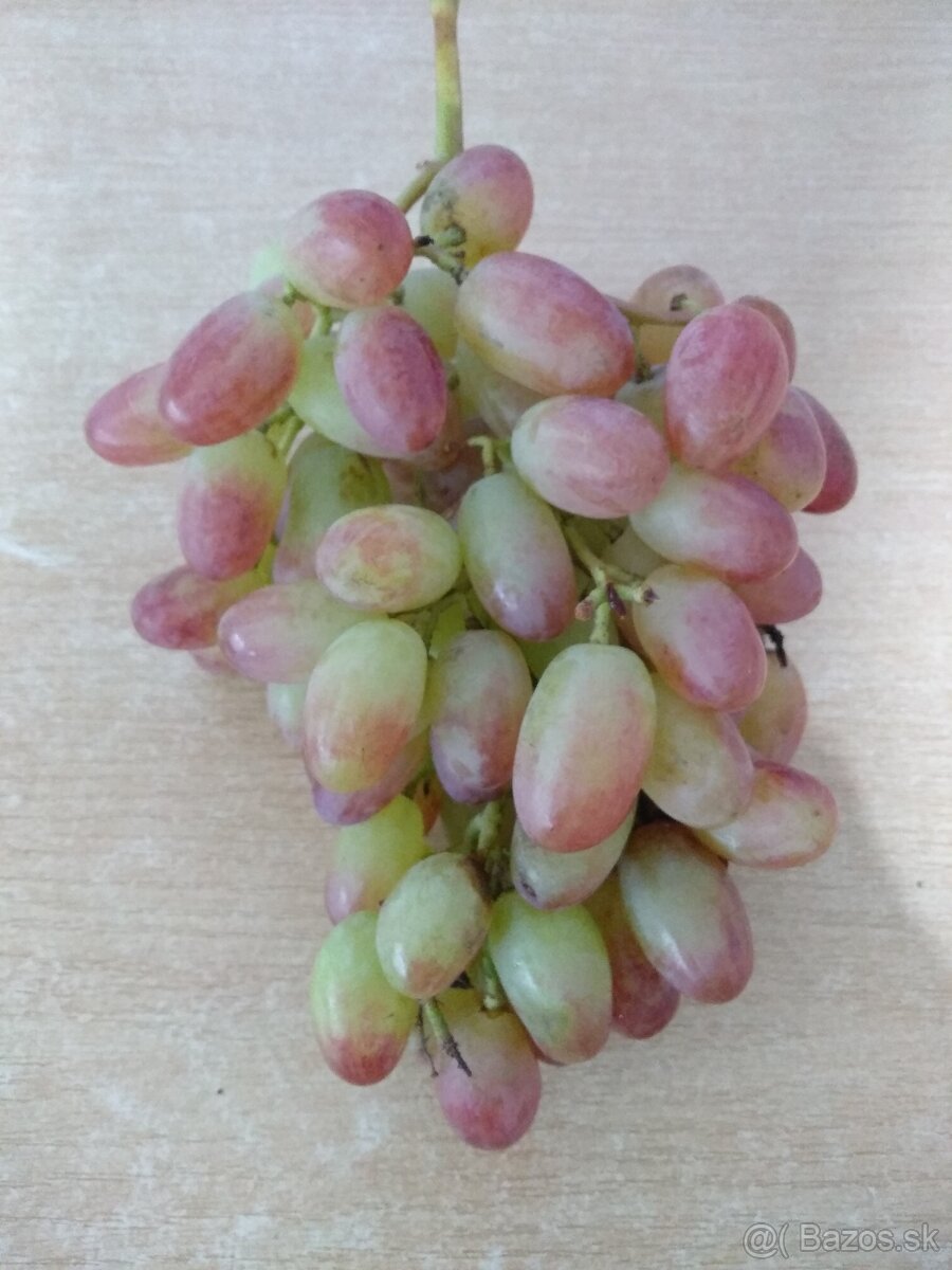 Predám odrezky viniča - 10