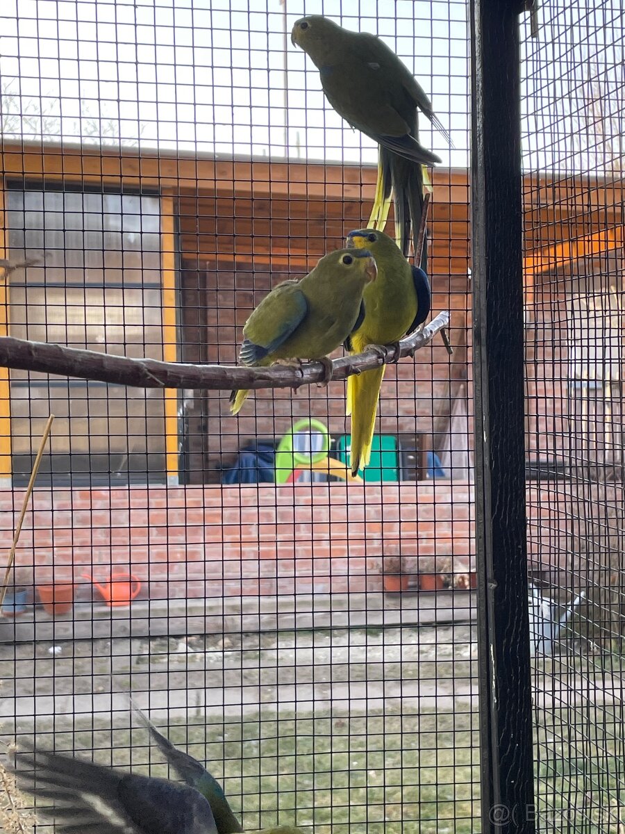 Neoféma ozdobná - 10