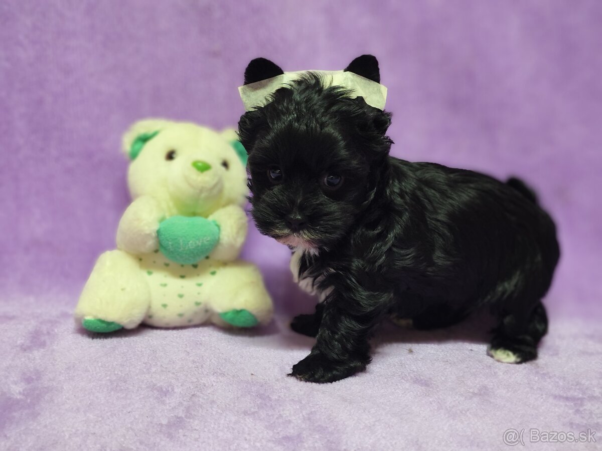 Yorksirsky terier - Biewer,coko,cierny - 10