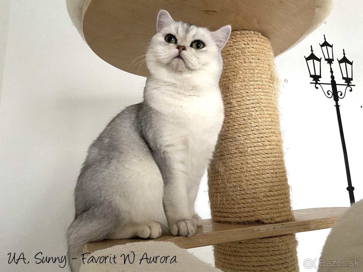 Eskimo Special Edition, SK - britský kocúrik s PP - 10