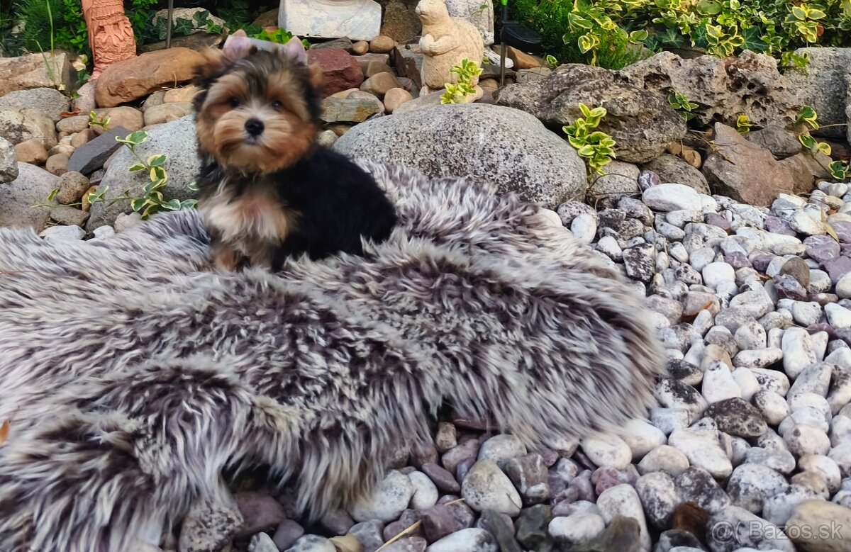 Yorkshire terrier - 10
